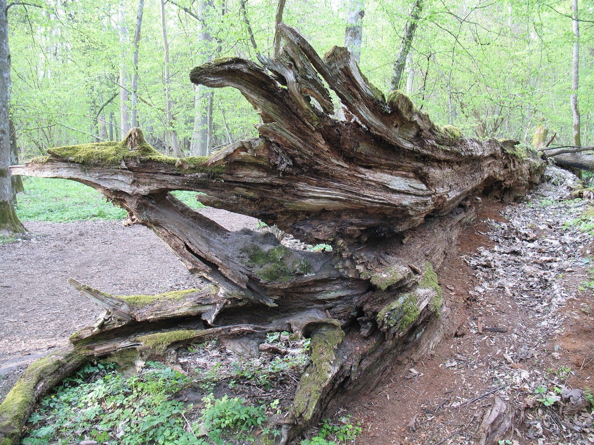 Ancient fallen oak on the floor of Białowieża primeval forest